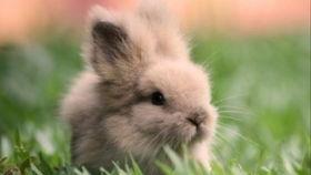 小兔吃瓜视频在线观看免费,欢乐无限,免费观看,畅享夏日 第1张 小兔吃瓜视频在线观看免费,欢乐无限,免费观看,畅享夏日 第1张